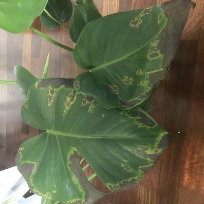 Monstera con macchie sulle foglie: come mai?