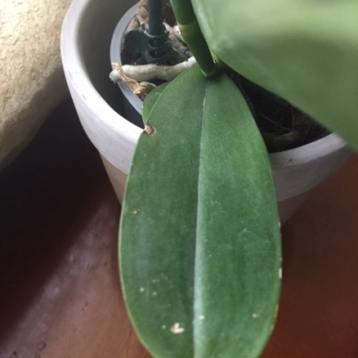 Phalaenopsis con macchia marrone su una foglia: che cos'è?