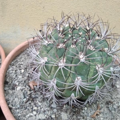 Cactus con delle striature gialle, cosa sono?