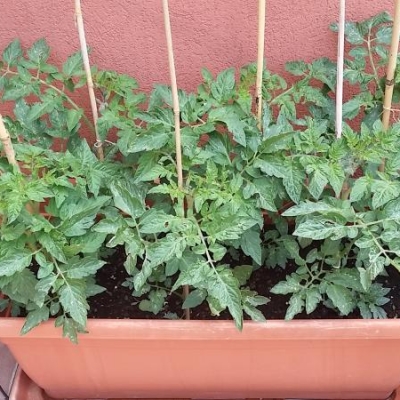 Pomodoro tondo con foglie tagliate: come mai?