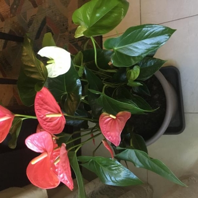 Anthurium rinvaso sbagliato: conviene rinvasarlo?