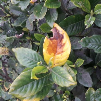 Gardenia con foglie gialle e macchie marroni: è un fungo?