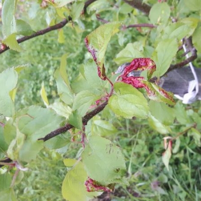 Melo con macchie sulle foglie e nessun fiore: cosa fare?