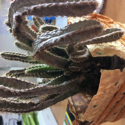 Cactus secco: troppa acqua? Cosa posso fare?