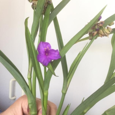 Come si chiama questa pianta con fiore viola?