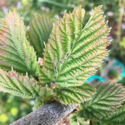 Foglie nocciolo con buchi: cause e rimedi?