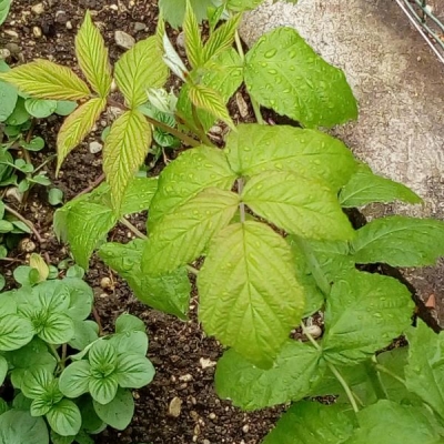 Lampone: foglie nuove con sfumature rosse e buchi, cosa fare?