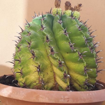 Cactus con macchie arancioni alla base: cosa fare?