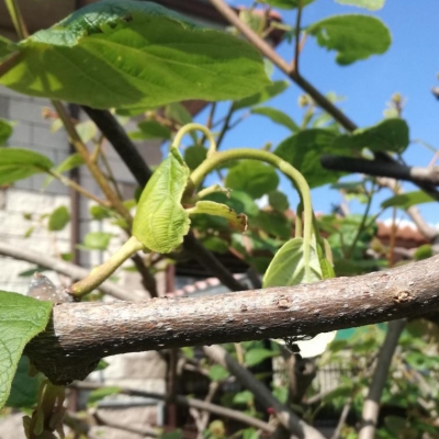 Kiwi: caduta dei nuovi germogli