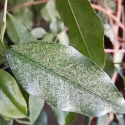 Ficus benjamin foglie sbiadite e con macchioline: cosa fare?