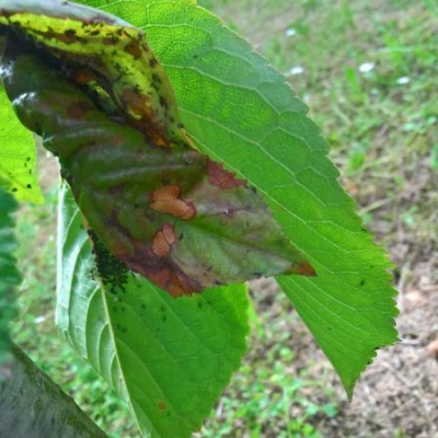 Ciliegio con foglie arricciate e insetti neri: cosa fare?
