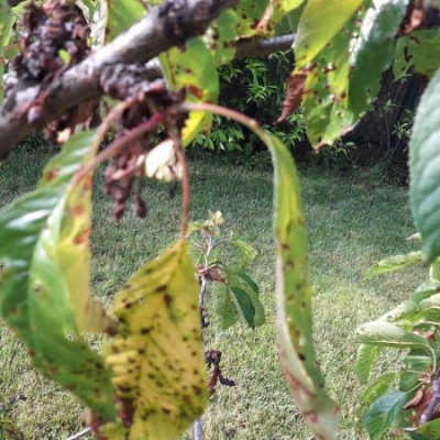 Ciliegio che fa frutti che poi si seccano e cadono: come mai?