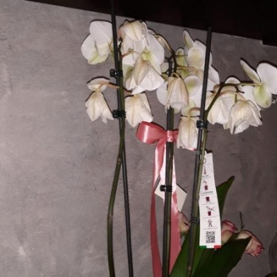 Phalaenopsis con steli gialli e fiori appassiti: è normale?