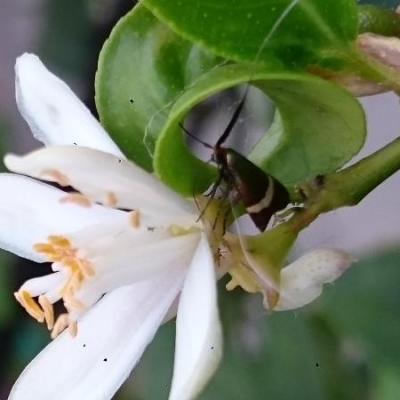 Insetto sui fiori del limone: che cos'è?