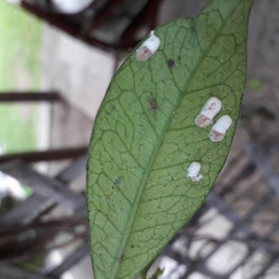 Gelsomino coperto da insetti bianchi: cosa sono e cosa fare?
