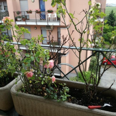 Rose secche in cima e spoglie: come mai?