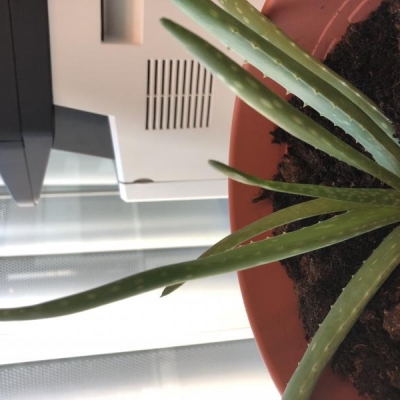 Aloe scura e molle: come recuperarla?