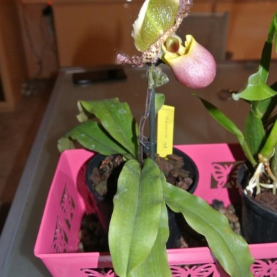 Paphiopedilum Pinocchio: consigli su coltivazione e cura?