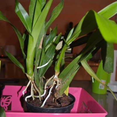 Orchidea: come coltivarla?