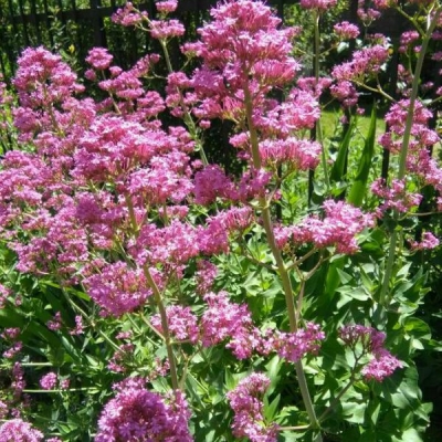 È valeriana rossa quella in foto?