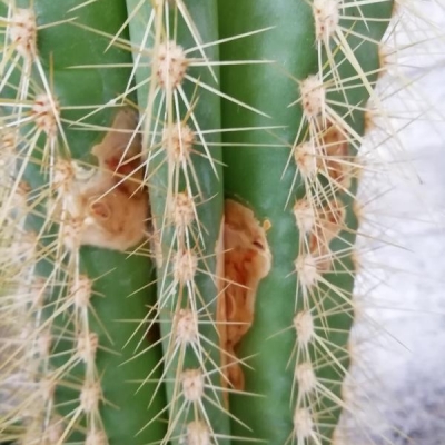 Cactus: mai fatto fiori e ora ha chiazze marroni, cosa fare?