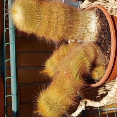 Cactus completamente seccato: come mai?