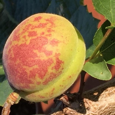 Albicocco in vaso: è normale questo colore dei frutti?