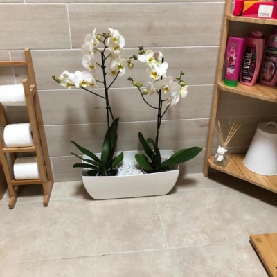 Orchidee phalaenopsis: va bene come le ho rinvasate?