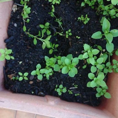 Lavanda invasa da un'altra pianta: cosa fare?