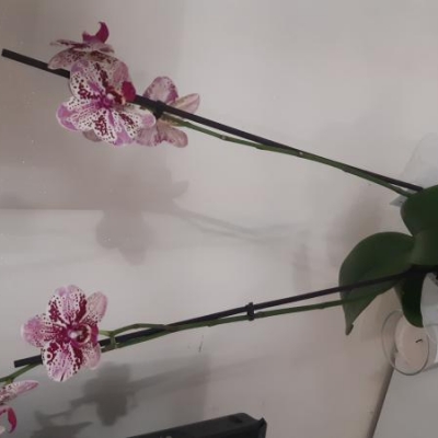 Orchidea phalaenopsis: concime liquido o in polvere?