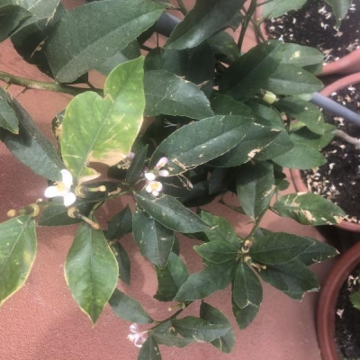 Limone lunario con foglie secche e bucate: di cosa si tratta?