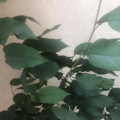 Ciliegio in vaso con foglie bucate: che cos'ha?