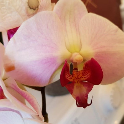 Fiori orchidea con macchie gelatinose: come aiutarla?