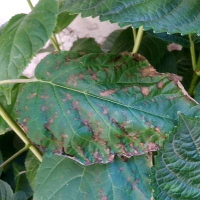 Hydrangea arborescens con foglie rovinate: colpa di un fungo?