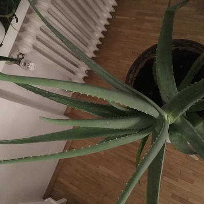 Aloe: parte bassa seccata con macchia nera, è normale?