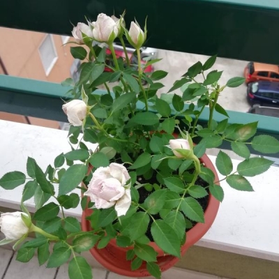 Rosa secca con macchie gialle su foglie: come curarla?