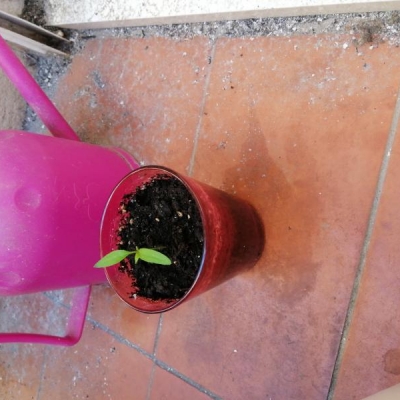 Peperoncino in vaso grande che non cresce molto: come mai?