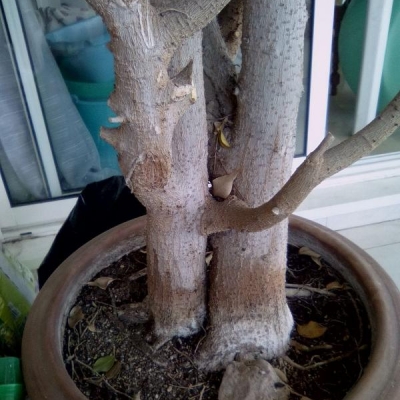 Ficus benjamin: come potarlo senza danneggiarlo?