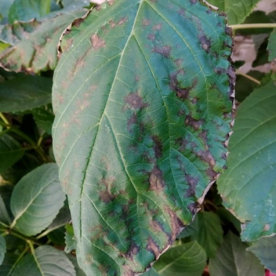 Foglie di hydrangea arborescens rovinate: come rimediare?