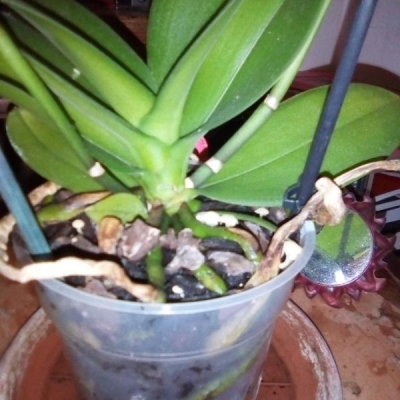 Funghi bianchi tra le radici di orchidea: sono dannosi?