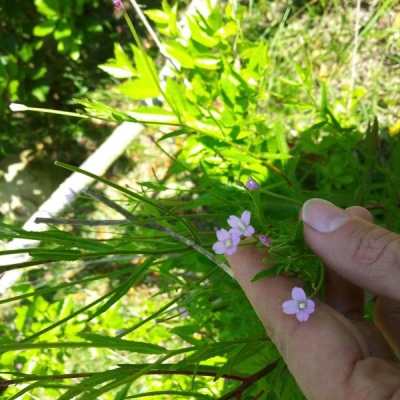 Che varietà di epilobi sono quelli in foto?