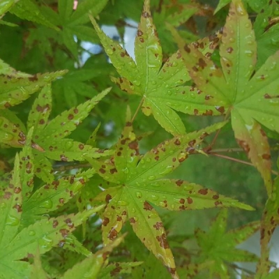 Acero verde con foglie che si seccano e cadono: cosa fare?