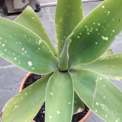 Agave attenuata con punti bianchi: come curarla?