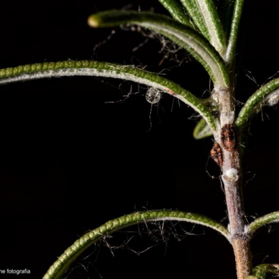 Rosmarino foglie gialle con insetti rossicci: come curarlo?