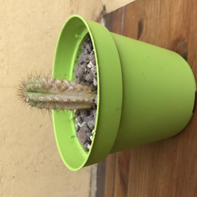 Cactus giallo travasato ma non è migliorato: è morto?