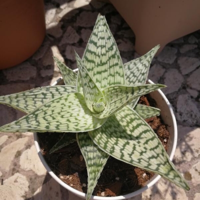 Che pianta è quella in foto? Haworthia o aloe?