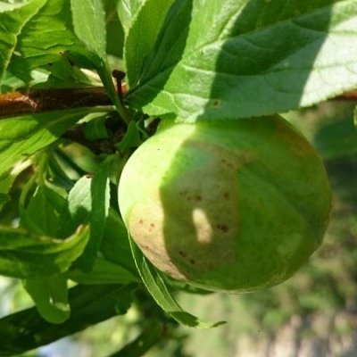 Susine coperte da pellicola bianca con puntini marroni: cos'è?