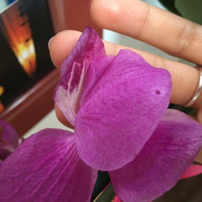 Orchidea con fiori appassiti: è normale?