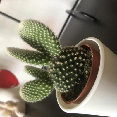 Cactus scuro alla base con spine secche: cosa fare?