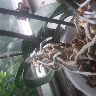 Trapianto orchidee: cosa fare con il pezzo di tronco senza radici?